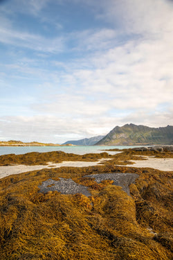 Ginsøy Kirke