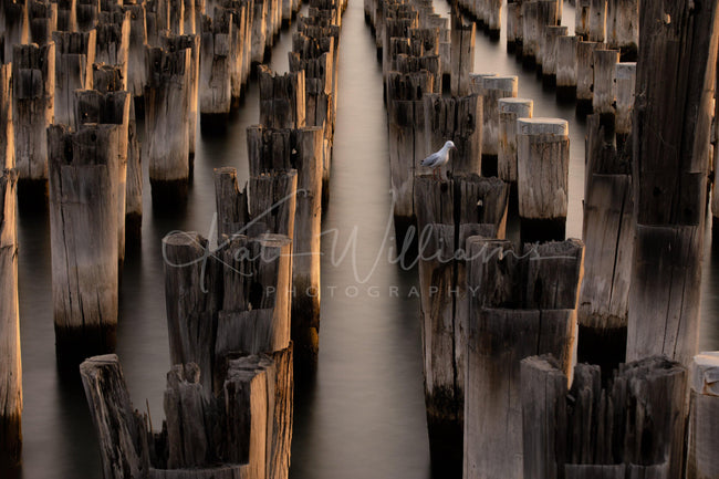 Princess Pier 3