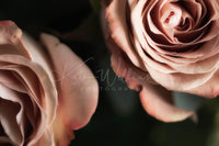 Antique Roses 2